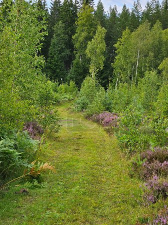 Forest path overgrown with grass. Heather at the edge of the path. Trees and forest along the path. Landscape from Sweden