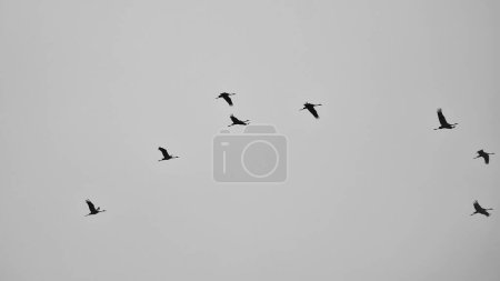 Kraniche fliegen in V-Formation am Himmel. Zugvögel auf dem Darß. Schwarz-weiß aufgenommen.