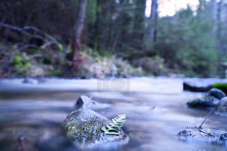 Langzeitbelichtung eines Flusses, Stein im Vordergrund, mit einem Farnblatt. Wald im Hintergrund. Malerische Natur