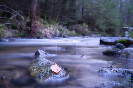 Langzeitbelichtung eines Flusses, Stein im Vordergrund mit einem Blatt. Wald im Hintergrund. Malerische Natur