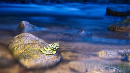 Lange Belichtung eines Flusses, Steine mit Farnblatt im Vordergrund. Wald im Hintergrund. Malerische Natur
