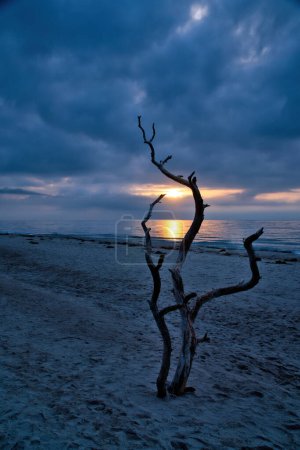 Sonnenuntergang am Strand der Ostsee. Liebesbaum, Strauch im Sand am Weststrand. Bewölkter Himmel. Landschaft an der Küste