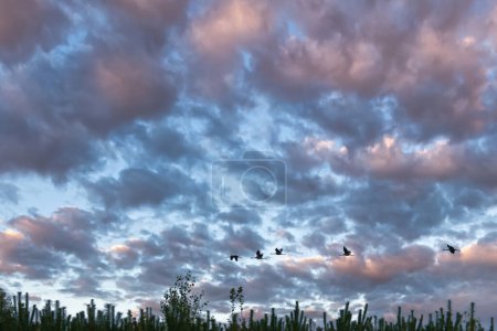 Des grues volent au-dessus d'arbres dans une forêt au ciel spectaculaire. Oiseaux migrateurs sur le Darss. Photo animalière d'oiseaux de la nature à la mer Baltique.