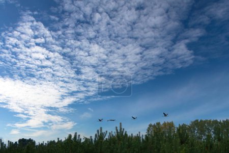 Cranes fly over trees in a forest. Migratory birds on the Darss. Wildlife photo of birds from nature at the Baltic Sea.