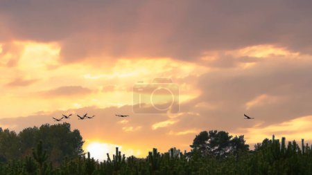 Kraniche fliegen bei Sonnenuntergang über Bäume in einem Wald. Zugvögel auf dem Darß. Tierfotos von Vögeln aus der Natur an der Ostsee.