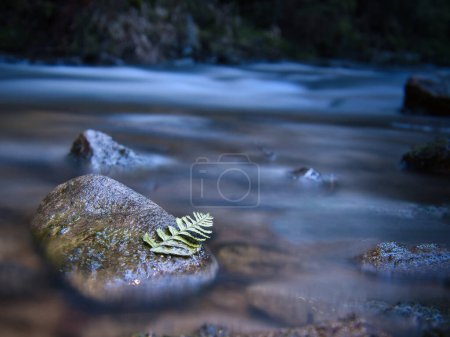 Larga exposición de un río, piedras con hoja de helecho en primer plano. Bosque en el fondo. Naturaleza pintoresca