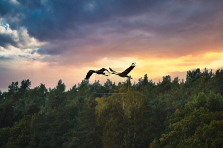 Cranes fly over trees in a forest at sunset. Migratory birds on the Darss. Wildlife photo of birds from nature at the Baltic Sea.