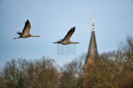 Cranes fly in the blue sky in front of the church tower. Migratory birds on the Darss. Wildlife photo from nature in Germany