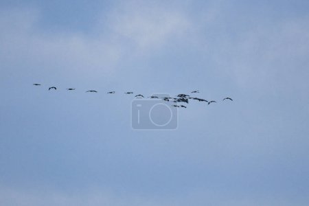 Dźwigi latają w formacji V na niebie. Ptaki wędrowne na Darss. zdjęcie ptaka