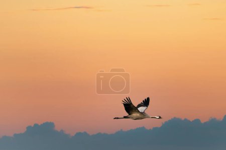 Des grues volent dans le ciel au coucher du soleil. Oiseaux migrateurs sur le Darss. Photo animalière de la nature en Allemagne