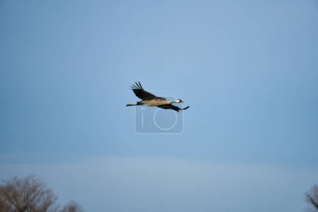 Les grues volent dans le ciel bleu. Oiseaux migrateurs sur le Darss. Photo animalière de la nature en Allemagne