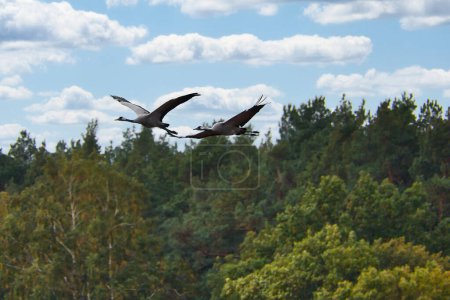 Les grues volent au-dessus des arbres dans une forêt au coucher du soleil. Oiseaux migrateurs sur le Darss. Photo animalière d'oiseaux de la nature à la mer Baltique.