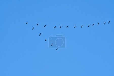 Kraniche fliegen in V-Formation am Himmel. Zugvögel auf dem Darß. Vogelfoto