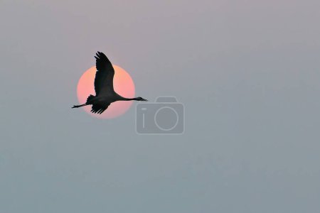 Cranes fly in the sky in front of the moon. Migratory birds on the Darss. Wildlife photo from nature in Germany