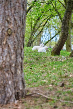 Foto de Corderos de Pascua que yacen entre árboles en un prado verde. Lana blanca en un animal de granja en una granja. Foto animal de un mamífero - Imagen libre de derechos