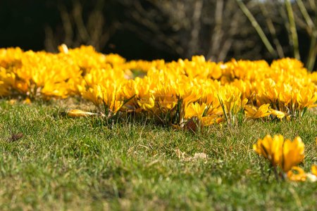 Crocus dans une prairie dans une lumière douce et chaude. Des fleurs printanières qui annoncent le printemps. Fleurs photo
