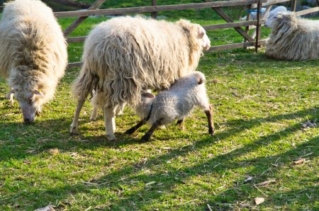 Foto de El cordero de Pascua bebe con su madre en un prado verde. Bebé animal de granja en una granja. Foto animal - Imagen libre de derechos