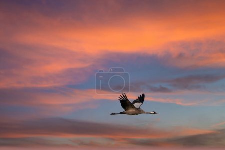 Kraniche fliegen bei Sonnenuntergang am Himmel. Zugvögel auf dem Darß. Naturfotos aus der Natur in Deutschland