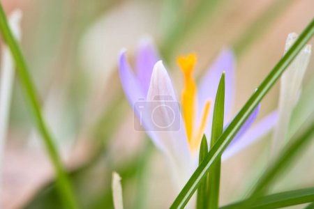 Fleur de crocus unique délicatement représentée dans une lumière douce et chaude. Des fleurs printanières qui annoncent le printemps. Fleurs photo