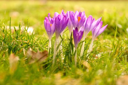 Crocus dans une prairie dans une lumière douce et chaude. Des fleurs printanières qui annoncent le printemps. Fleurs photo