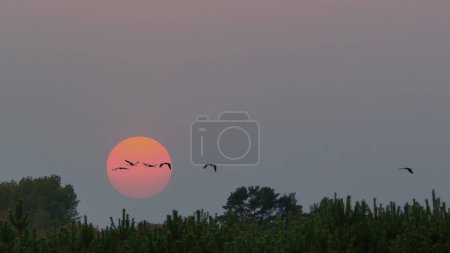 Cranes flying over trees in a forest. The moon in the sky. Migratory birds in front of the moon. Animal photo of birds from nature at the Baltic Sea.