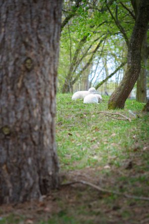 Foto de Corderos de Pascua que yacen entre árboles en un prado verde. Lana blanca en un animal de granja en una granja. Foto animal de un mamífero - Imagen libre de derechos