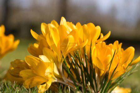 Las cruces en el prado en la luz suave caliente. Flores de primavera que anuncian la primavera. Flores foto