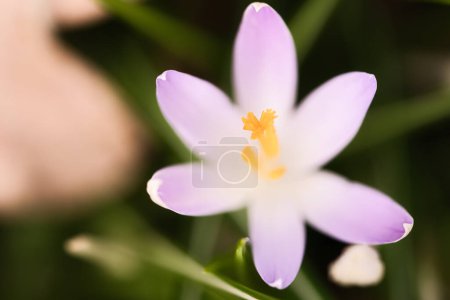 Flor de cocodrilo única delicadamente representada en suave luz cálida. Flores de primavera que anuncian la primavera. Flores foto