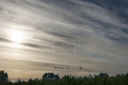 Cranes fly over trees in a forest with dramatic skies. Migratory birds on the Darss. Wildlife photo of birds from nature at the Baltic Sea.