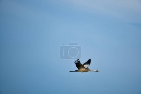 Kraniche fliegen in den blauen Himmel. Zugvögel auf dem Darß. Naturfotos aus der Natur in Deutschland