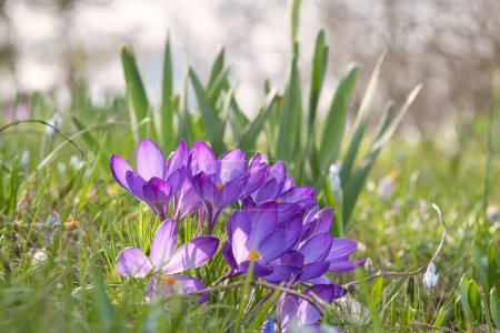 Krokusse auf einer Wiese in sanftem warmen Licht. Frühlingsblumen, die den Frühling einläuten. Blumenbild