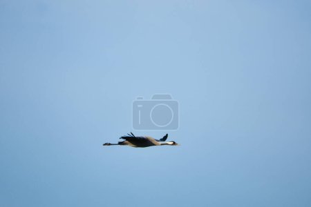 Cranes fly in the blue sky. Migratory birds on the Darss. Wildlife photo from nature in Germany