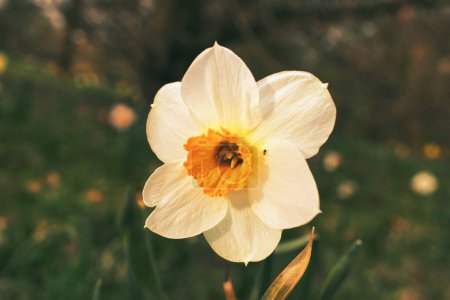 Narcisos en Semana Santa en un prado. Flores blancas amarillas brillan contra la hierba verde. Florecientes que anuncian la primavera. Fotografía de plantas