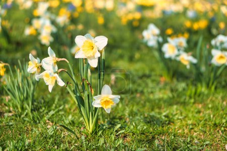 Narcisos en Semana Santa en un prado. Flores blancas amarillas brillan contra la hierba verde. Florecientes que anuncian la primavera. Fotografía de plantas