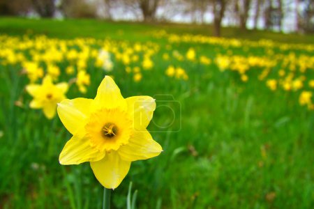 Daffodils at Easter time on a meadow. Yellow flowers shine against the green grass. Early bloomers that announce the spring. Plants photo