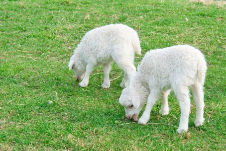 Foto de Corderos de Pascua en un prado verde. Lana blanca en un animal de granja en una granja. Foto animal de un mamífero - Imagen libre de derechos