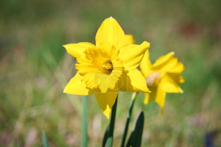 Daffodils at Easter time on a meadow. Yellow flowers shine against the green grass. Early bloomers that announce the spring. Plants photo