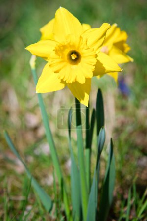 Narcisos en Semana Santa en un prado. Flores amarillas brillan contra la hierba verde. Florecientes que anuncian la primavera. Fotografía de plantas