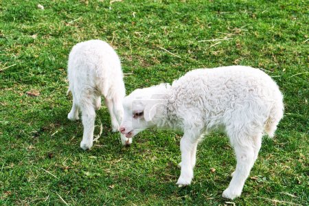 Foto de Corderos de Pascua en un prado verde. Lana blanca en un animal de granja en una granja. Foto animal de un mamífero - Imagen libre de derechos