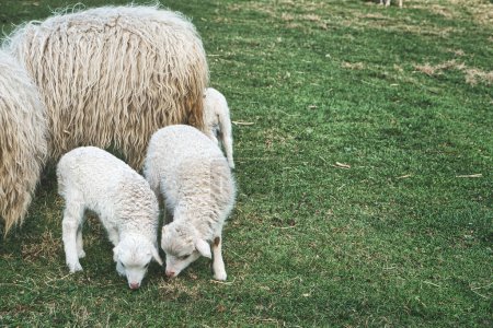 Foto de Corderos de Pascua con su madre en un prado verde. Lana blanca en animales de granja en una granja. Foto animal de un mamífero - Imagen libre de derechos