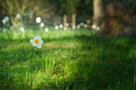 Daffodils at Easter time on a meadow. Yellow white flowers shine against the green grass. Early bloomers that announce the spring. Plants photo