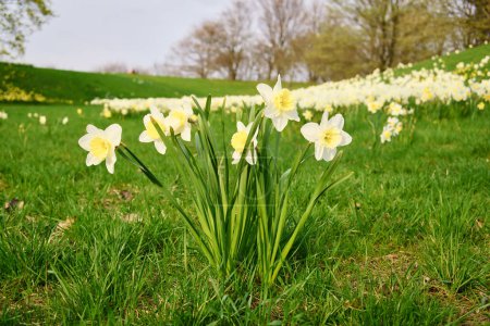 Daffodils at Easter time on a meadow. Yellow white flowers shine against the green grass. Early bloomers that announce the spring. Plants photo