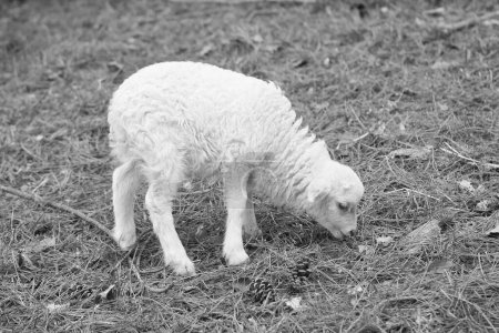 Foto de Cordero de Pascua se encuentra en un prado verde en blanco y negro. Lana blanca en un animal de granja en una granja. Foto animal - Imagen libre de derechos