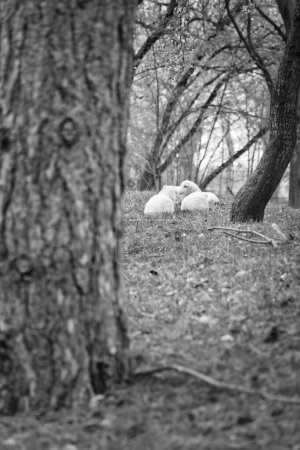 Foto de Corderos de Pascua en un prado verde que yace entre árboles en blanco y negro. Lana blanca en animales de granja en una granja. Foto animal de un mamífero - Imagen libre de derechos