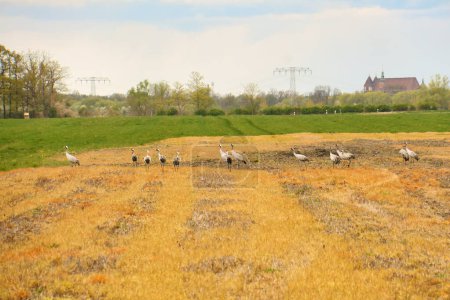 Des grues sur le terrain. Nourrir par des oiseaux sauvages dans la nature. Oiseaux migrateurs en Allemagne