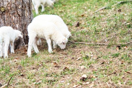 Foto de Cordero de Pascua de pie en un prado verde. Lana blanca en un animal de granja en una granja. Foto animal - Imagen libre de derechos