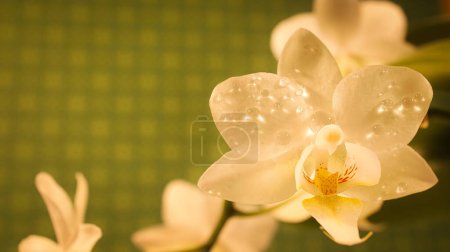 Orchid with dewdrops on the petals. Orchid stem with flowers against a beautiful background. Flower photo of an exotic plant Mouse Pad 713612230