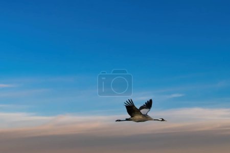 Les grues volent dans le ciel nuageux. Oiseaux migrateurs sur le Darss. Photo animalière de la nature en Allemagne