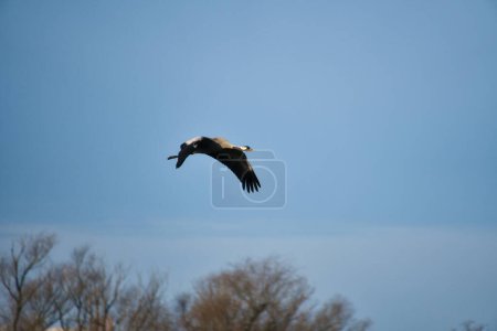 Cranes fly in the blue sky in front of trees. Migratory birds on the Darss. Wildlife photo from nature in Germany