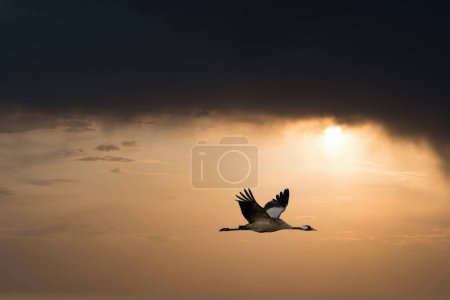 Des grues volent dans le ciel au coucher du soleil. Oiseaux migrateurs sur le Darss. Photo animalière de la nature en Allemagne